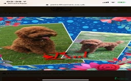 Cavapoo dogs for stud: Extensively Heath Tested Deep Red Min Poodle in Mansfield - Image 23