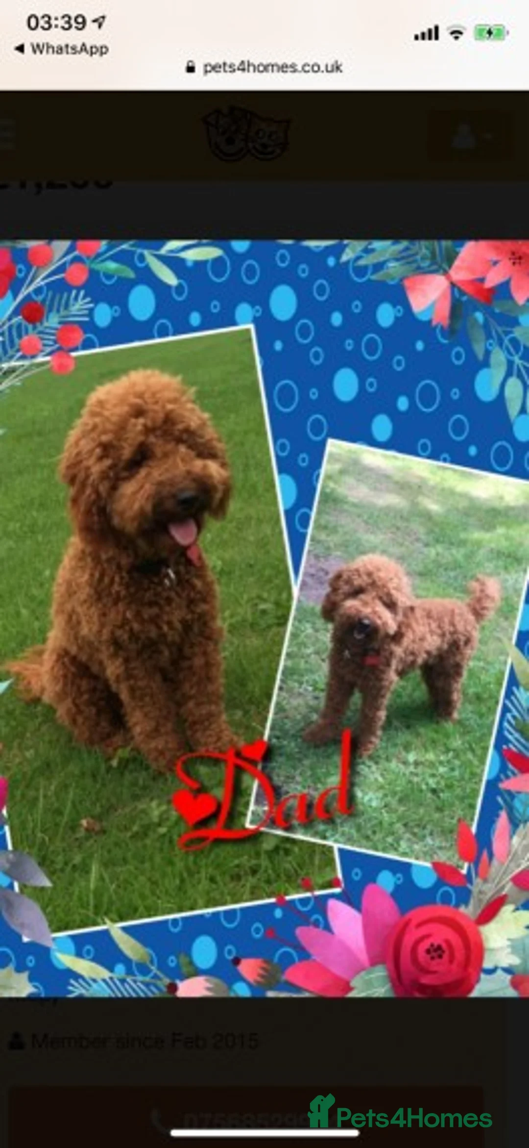 Cavapoo dogs for stud: Extensively Heath Tested Deep Red Min Poodle in Mansfield - Advert 23