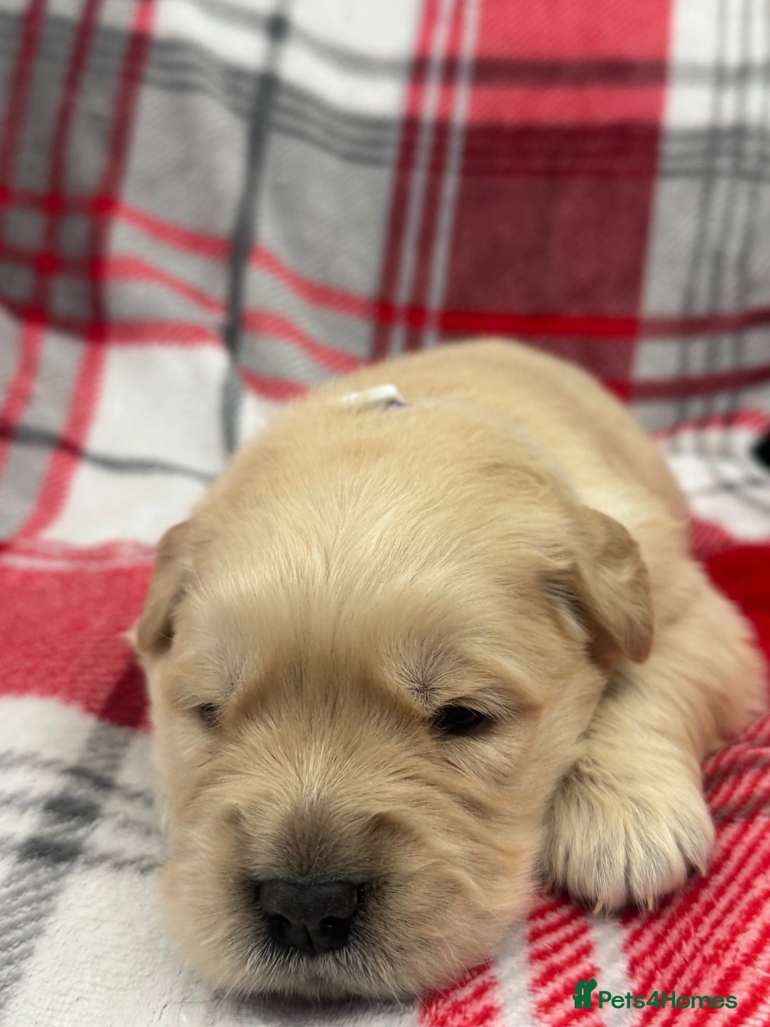 Golden Retriever dogs for sale: Top Class KC registered Golden Retrievers  - Advert 14