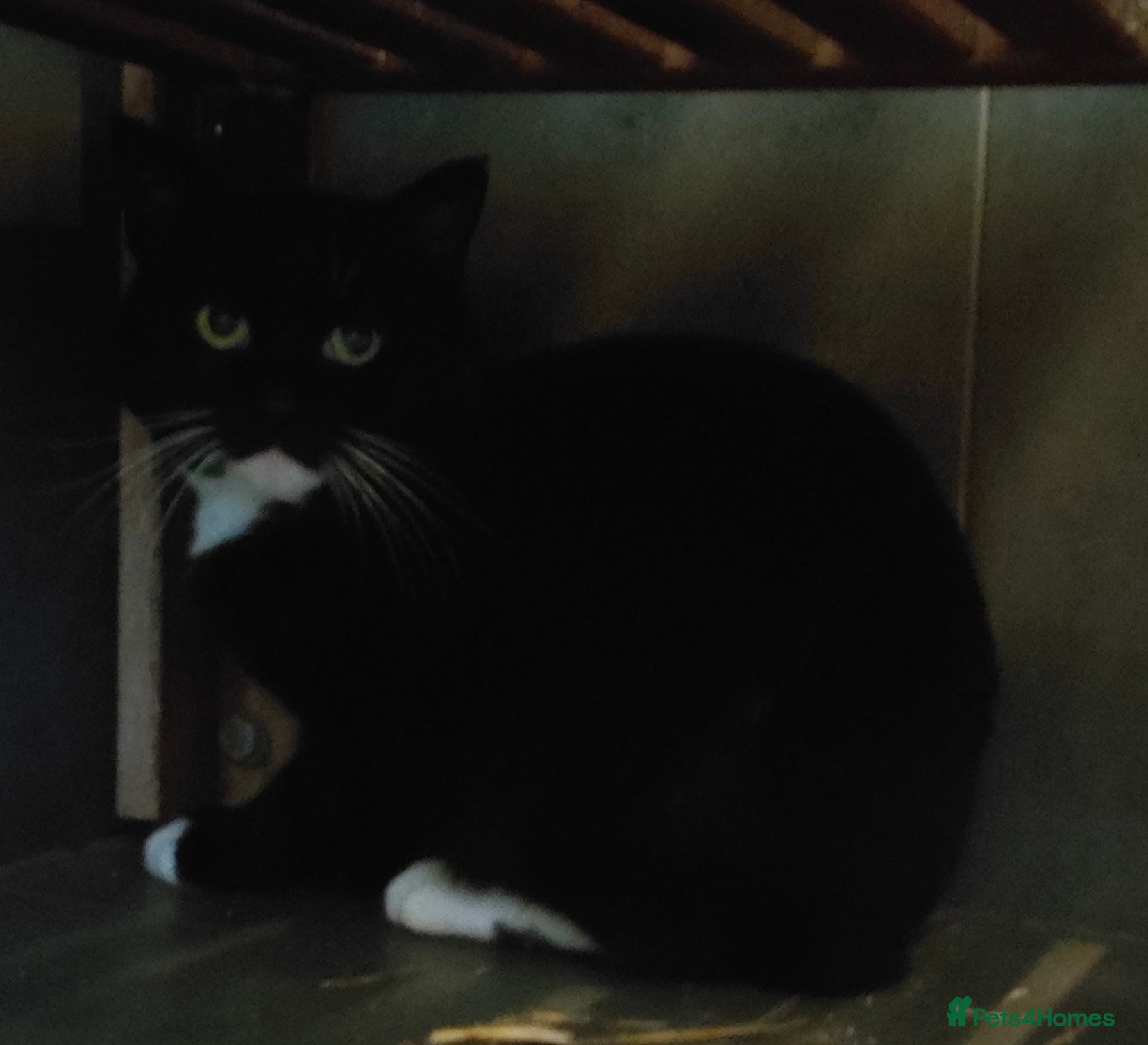 Mixed Breed cats Black and White Male Cat in Huntingdon - Advert 1