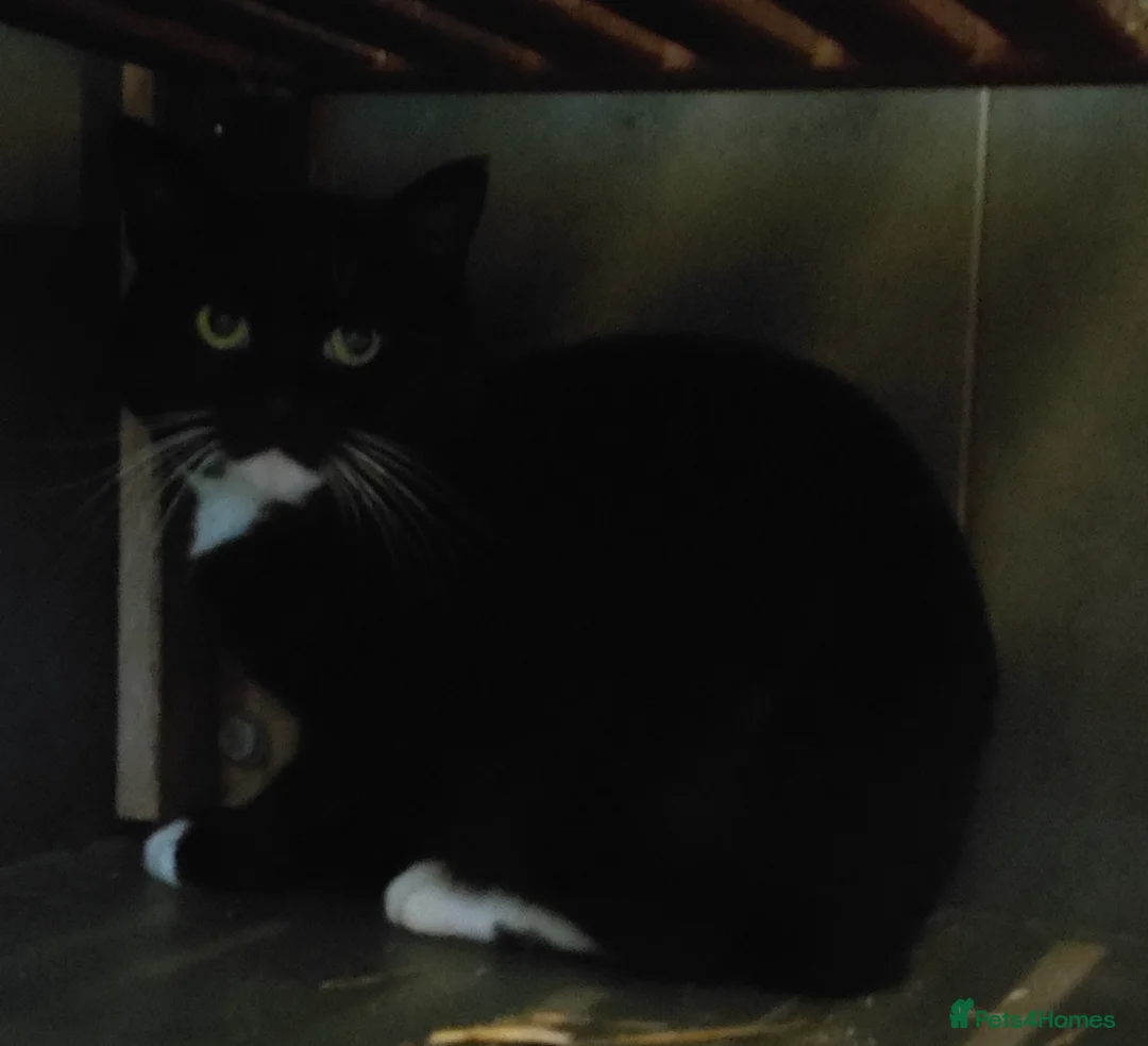 Mixed Breed cats for sale: Black and White Male Cat in Huntingdon - Advert 1