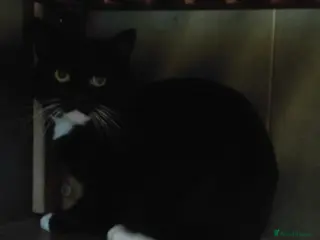 Mixed Breed cats Black and White Male Cat in Huntingdon - Advert 12