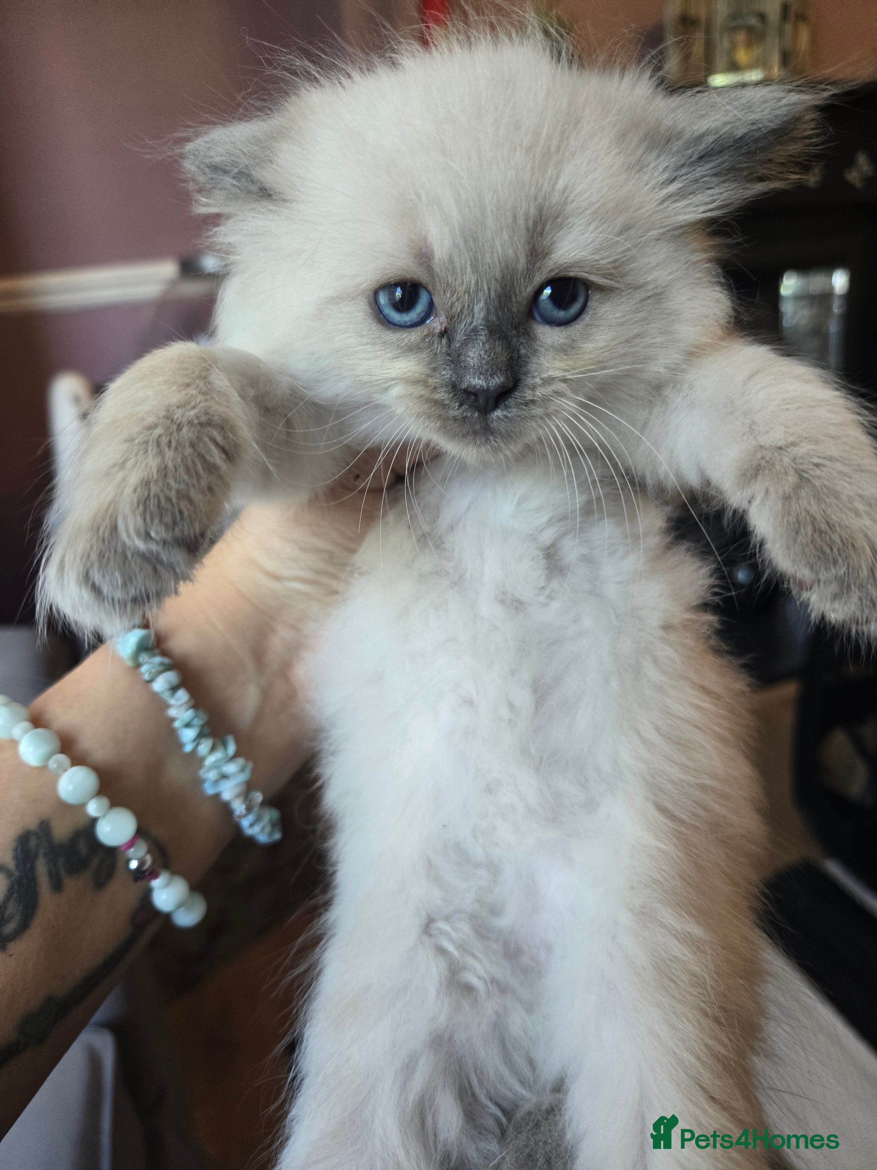 Ragdoll cats Just 2 left: Purebred female Ragdoll kittens - Advert 2