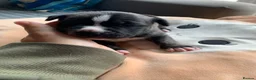 Staffordshire Bull Terrier dogs for sale: Staffordshire bull terrier  - Advert 12