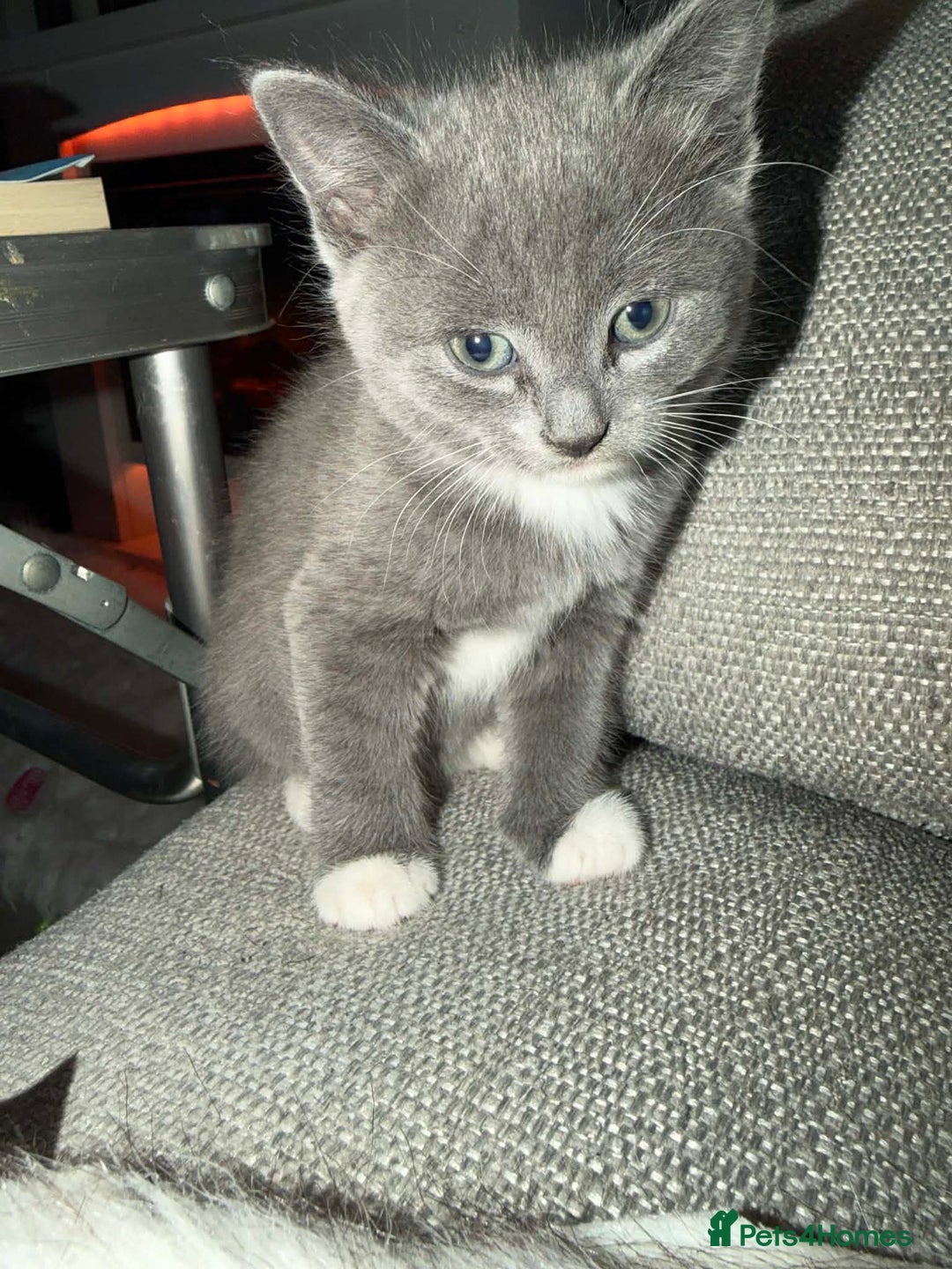 Mixed Breed cats for sale: 4 Kittens for sale - Advert 5