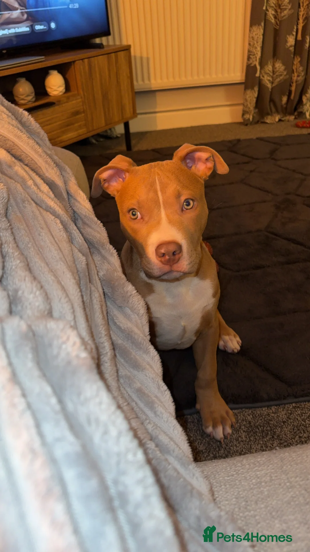 Staffordshire Bull Terrier dogs for sale: Male staffy  - Advert 5