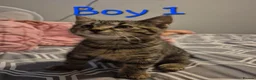 Mixed Breed cats for sale: 6 kittens * Ready Now * in Telford - Advert 6