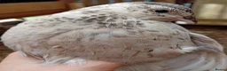 Quail poultry for sale: 6x Beautiful Coturnix Quail Ladies for Sale - Advert 11