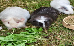 Guinea Pig rodents for sale: Mixed Female Guinea Pigs - Image 8