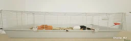 Guinea Pig rodents for sale: 🐹 Playful Guinea Pig Pair with Accessories  - Advert 2