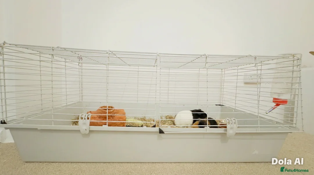 Guinea Pig rodents for sale: 🐹 Playful Guinea Pig Pair with Accessories  - Advert 2