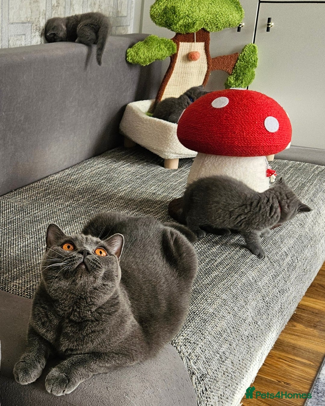 British Shorthair cats for sale: British Blue Shorthair kittens, GCCF pedigree - Image 34