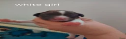 English Springer Spaniel dogs for sale: English Springer spaniel puppies - Advert 3
