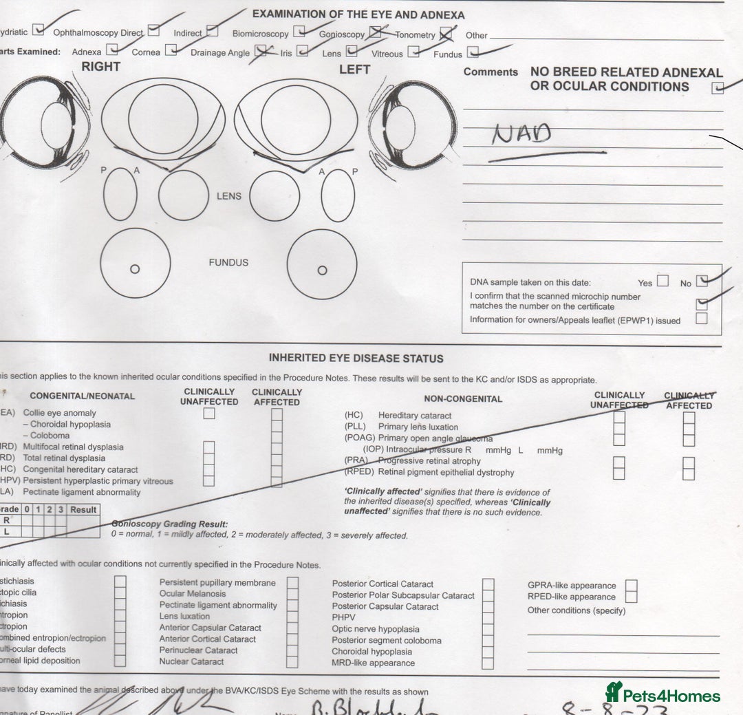 Saint Bernard dogs for sale: KC Reg Pups To Approved Homes. Health-tested line. - Advert 10
