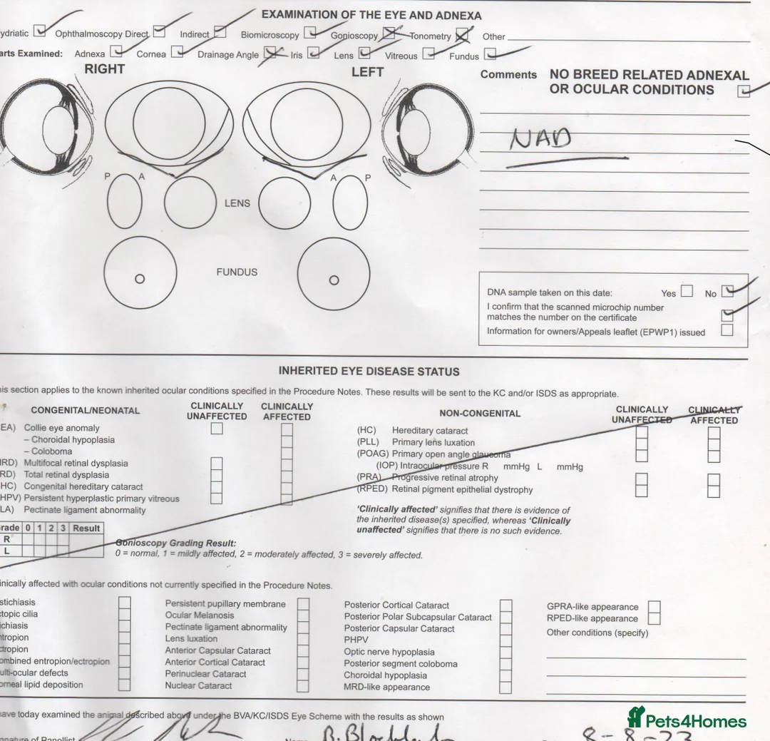 Saint Bernard dogs for sale: Health-tested line established 1990s. - Advert 22