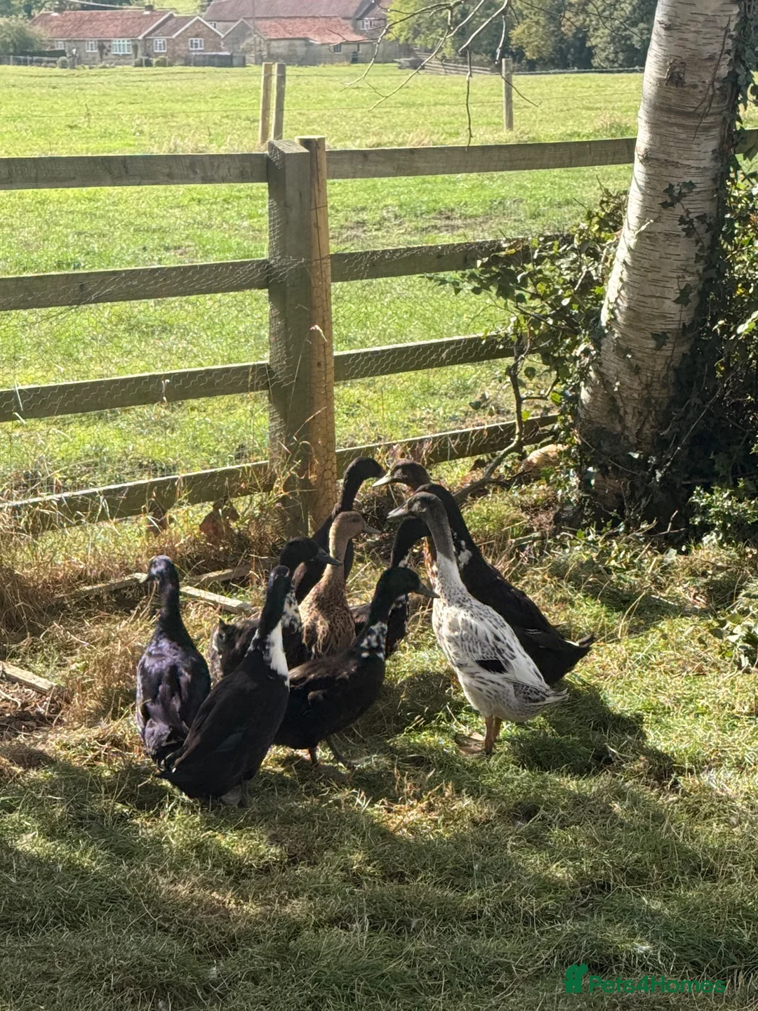 Ducks poultry for sale: Ducks for sale - Advert 2