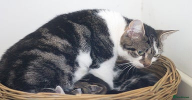 Mixed Breed cats 5 Happy Playful Kittens  - Advert 4