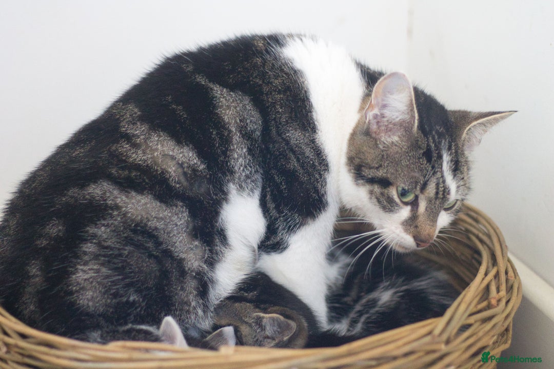 Mixed Breed cats for sale: 5 Happy Playful Kittens  - Advert 2