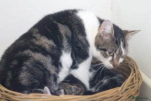 Mixed Breed cats 5 Happy Playful Kittens - Advert 4