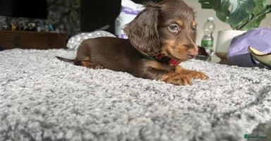 Miniature Dachshund dogs - Advert 14