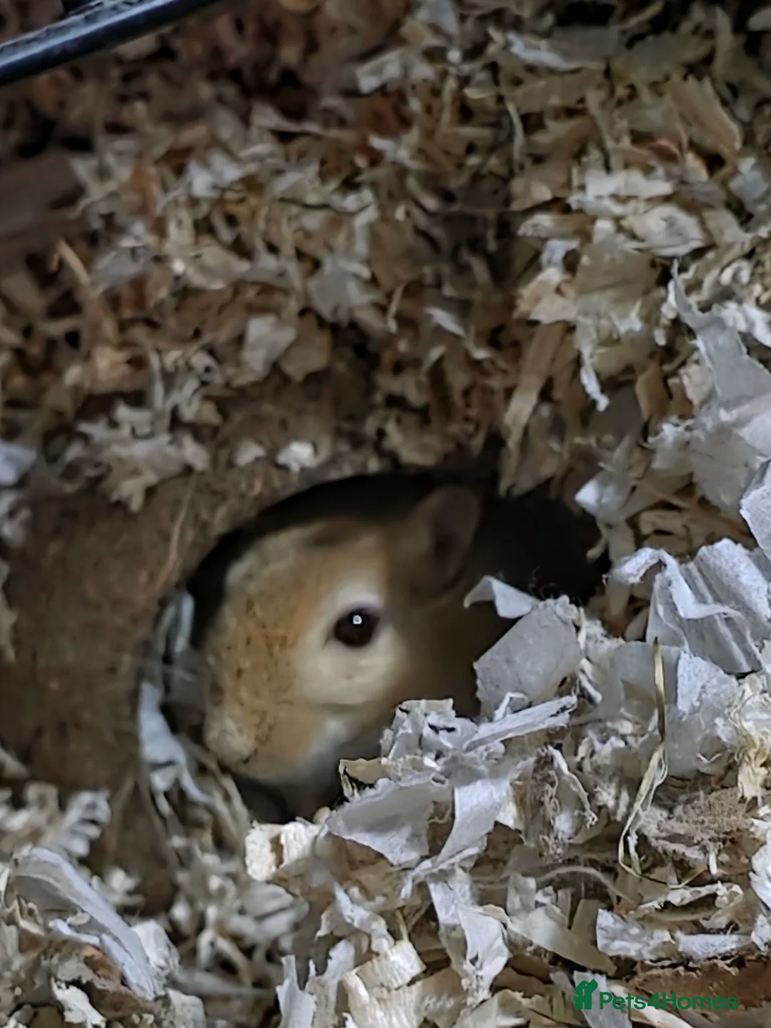 Gerbil rodents for sale: Male gerbil and set up - Advert 5