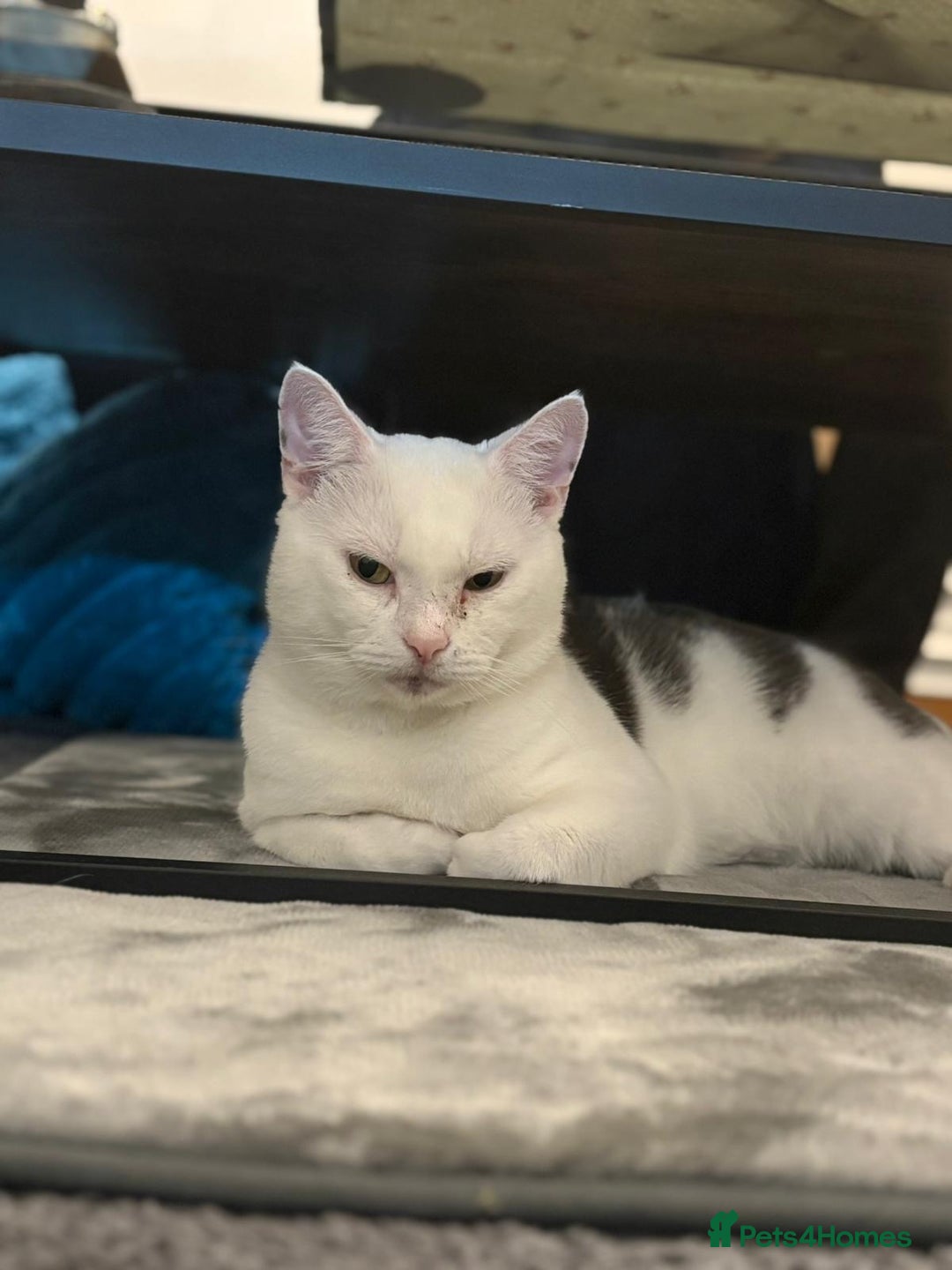 British Shorthair cats for sale: Cheeko (male cat) - Advert 2