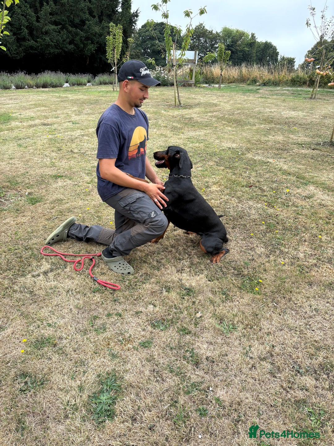 Dobermann dogs for sale: Desperate for her forever home! - Image 5