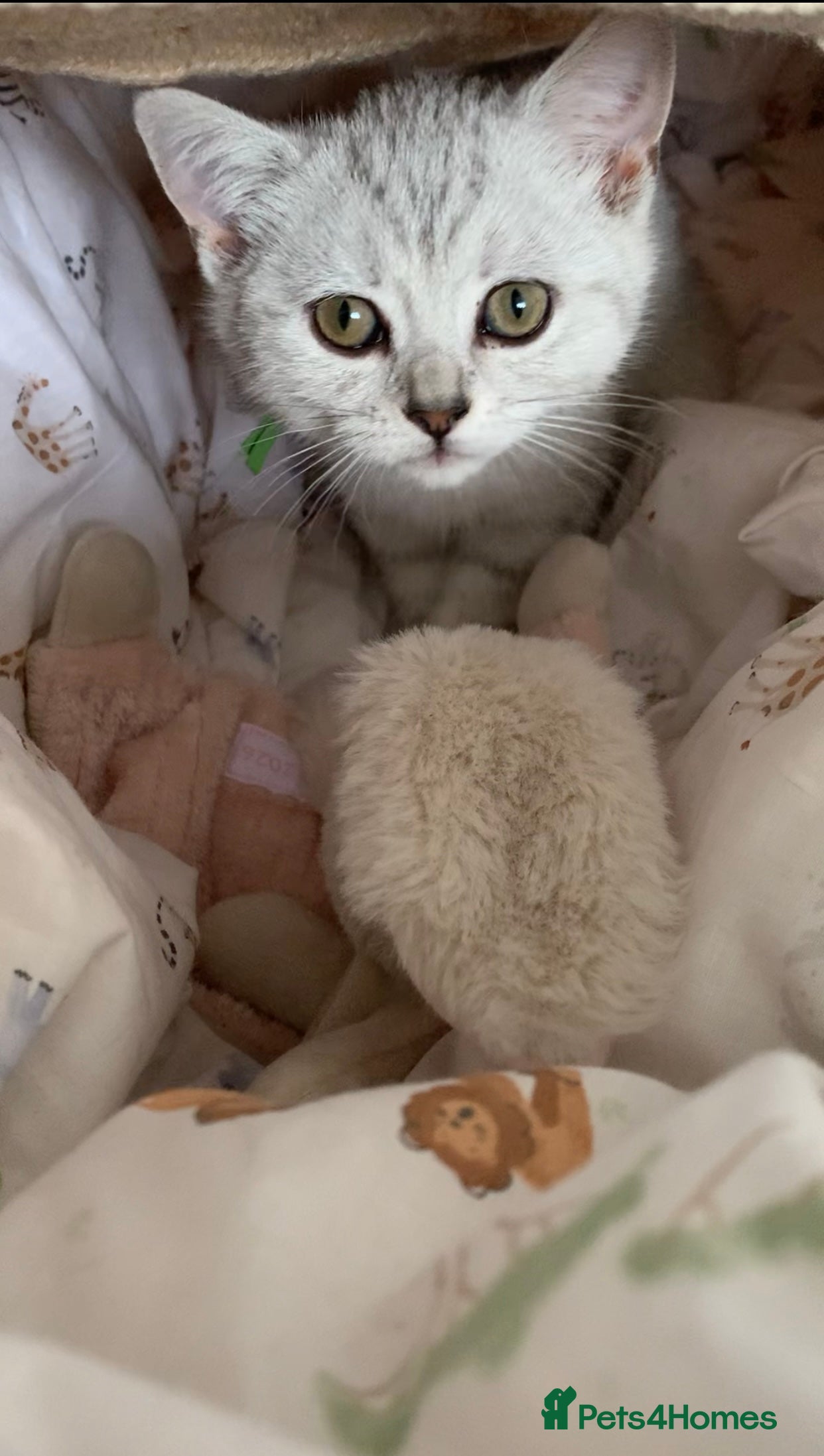 British Shorthair cats Beautiful British Shorthair Babies 🤍 - Advert 2