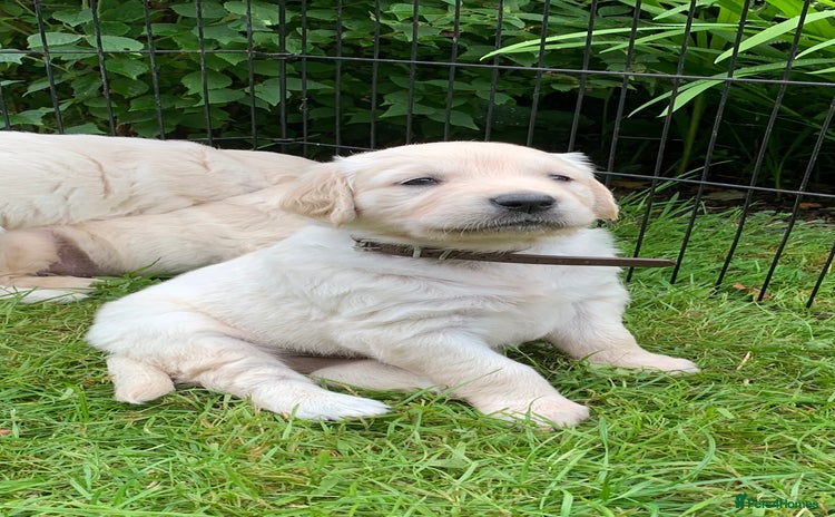 Golden Retriever dogs in Llanfyrnach - Advert 8