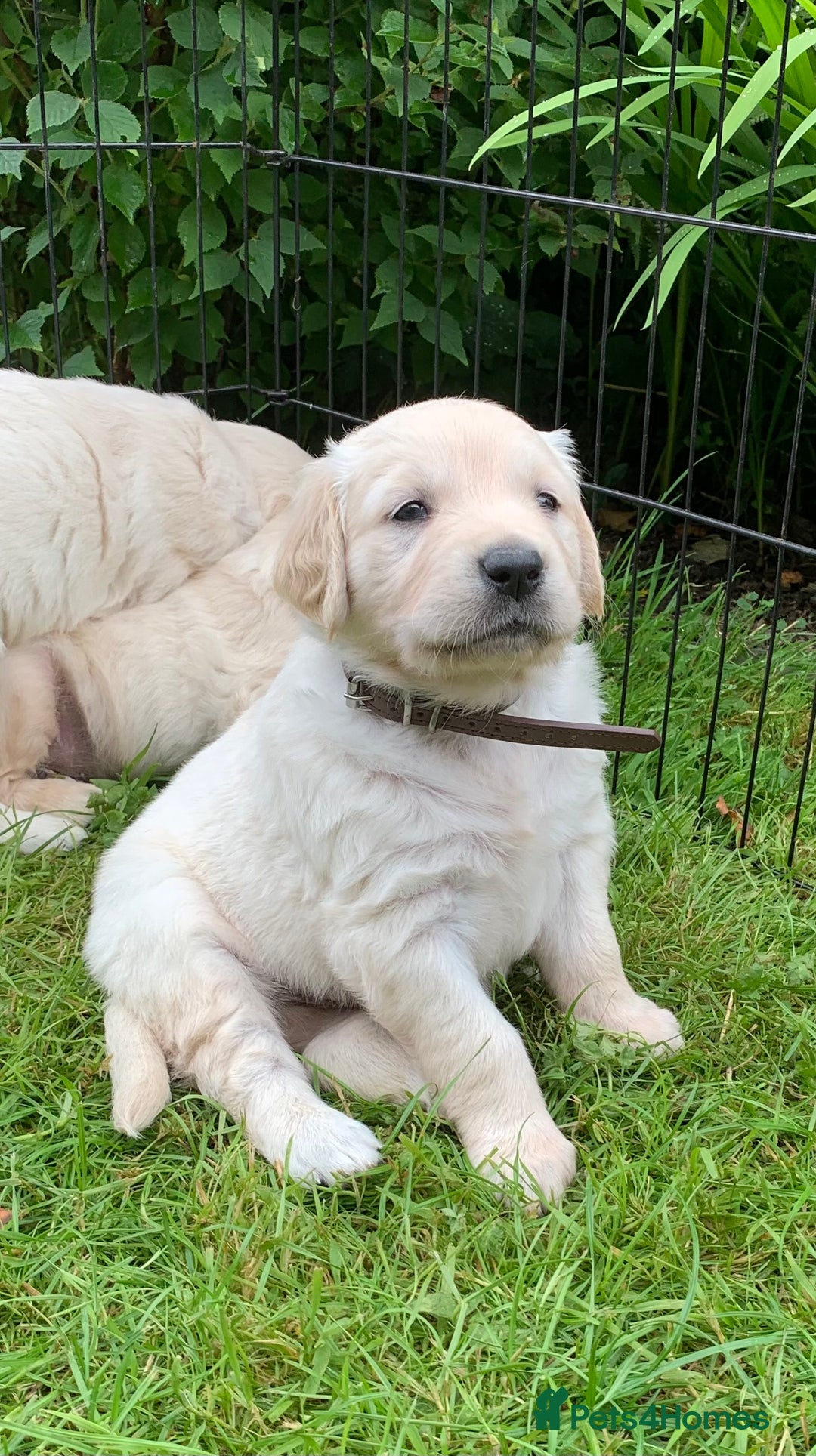 Golden Retriever dogs for sale: 1 BOY LEFT! Beautiful KC Golden Retriever Puppies! in Llanfyrnach - Image 4