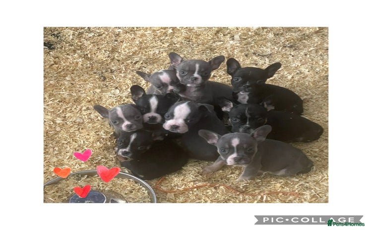 Mixed Breed dogs - Advert 1