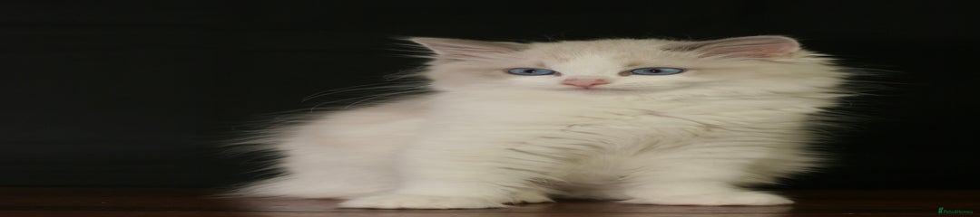 Louie