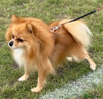 Pomeranian dogs - Advert 12