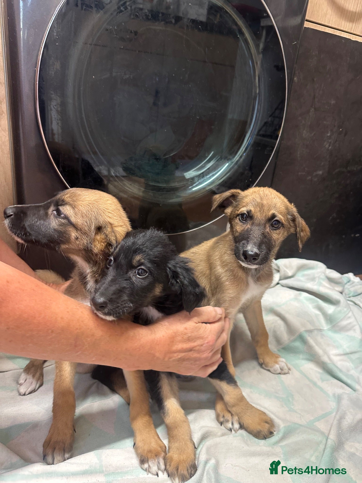 Mixed Breed dogs Lurcher puppies GSD x saluki ready now  - Advert 1