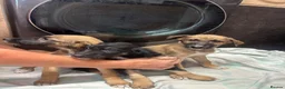 Mixed Breed dogs for sale: Lurcher puppies GSD x saluki ready now  - Advert 1