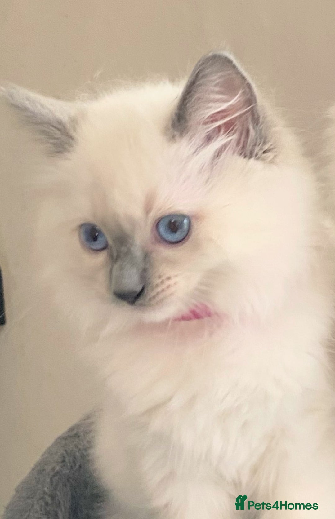 Ragdoll cats for sale: Pedigree ragdolls kittens TICA registered - Advert 18