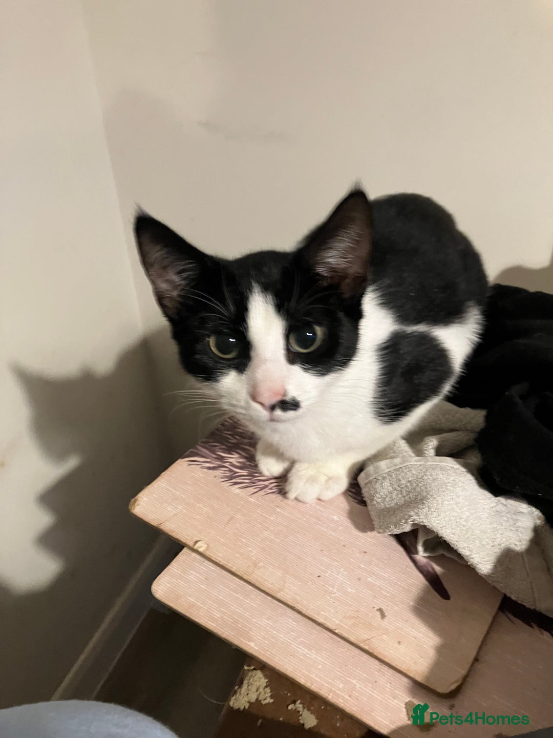 Mixed Breed cats for sale: Female needing new home  - Advert 1