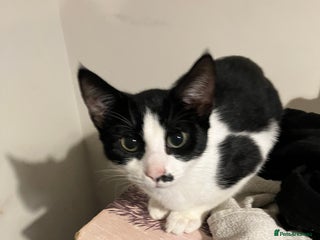 Mixed Breed cats Female needing new home - Advert 5