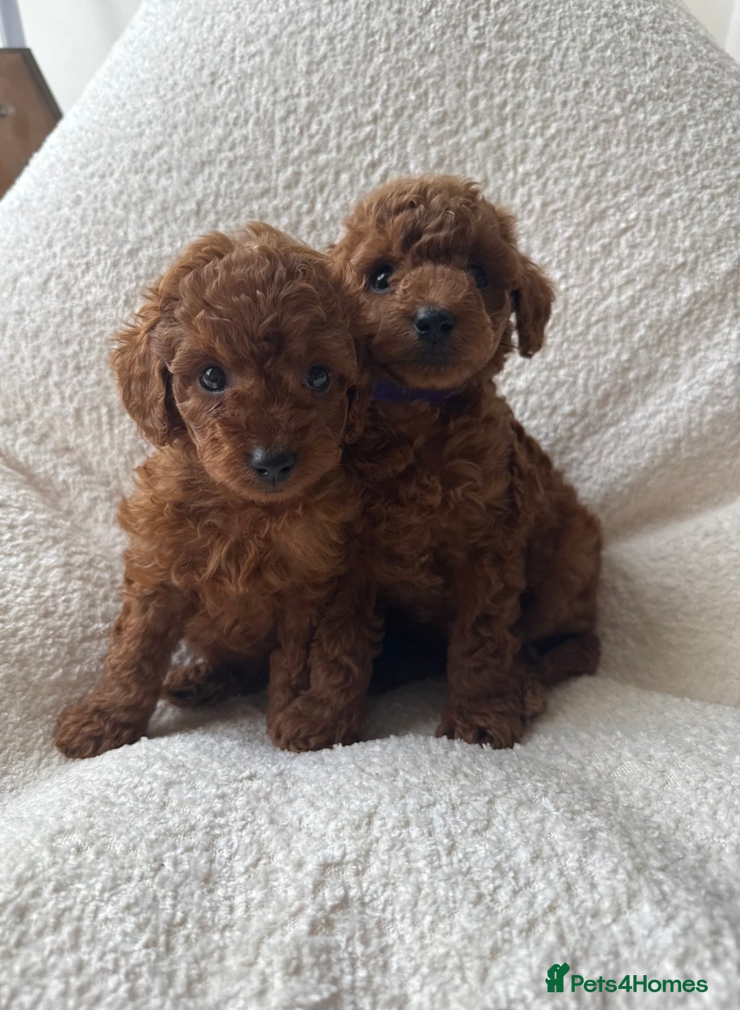 Toy Poodle dogs for sale: Absolutely stunning Toy poodles 🐾 - Advert 1