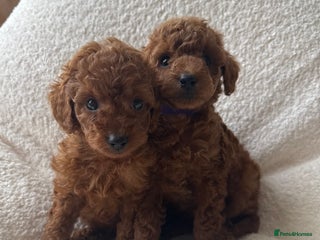 Toy Poodle dogs Absolutely stunning Toy poodles 🐾 - Advert 1