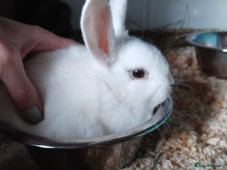Mini Lop rabbits - Advert 17