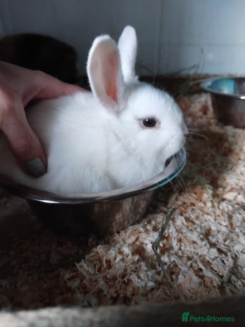 Mini Lop rabbits - Advert 16