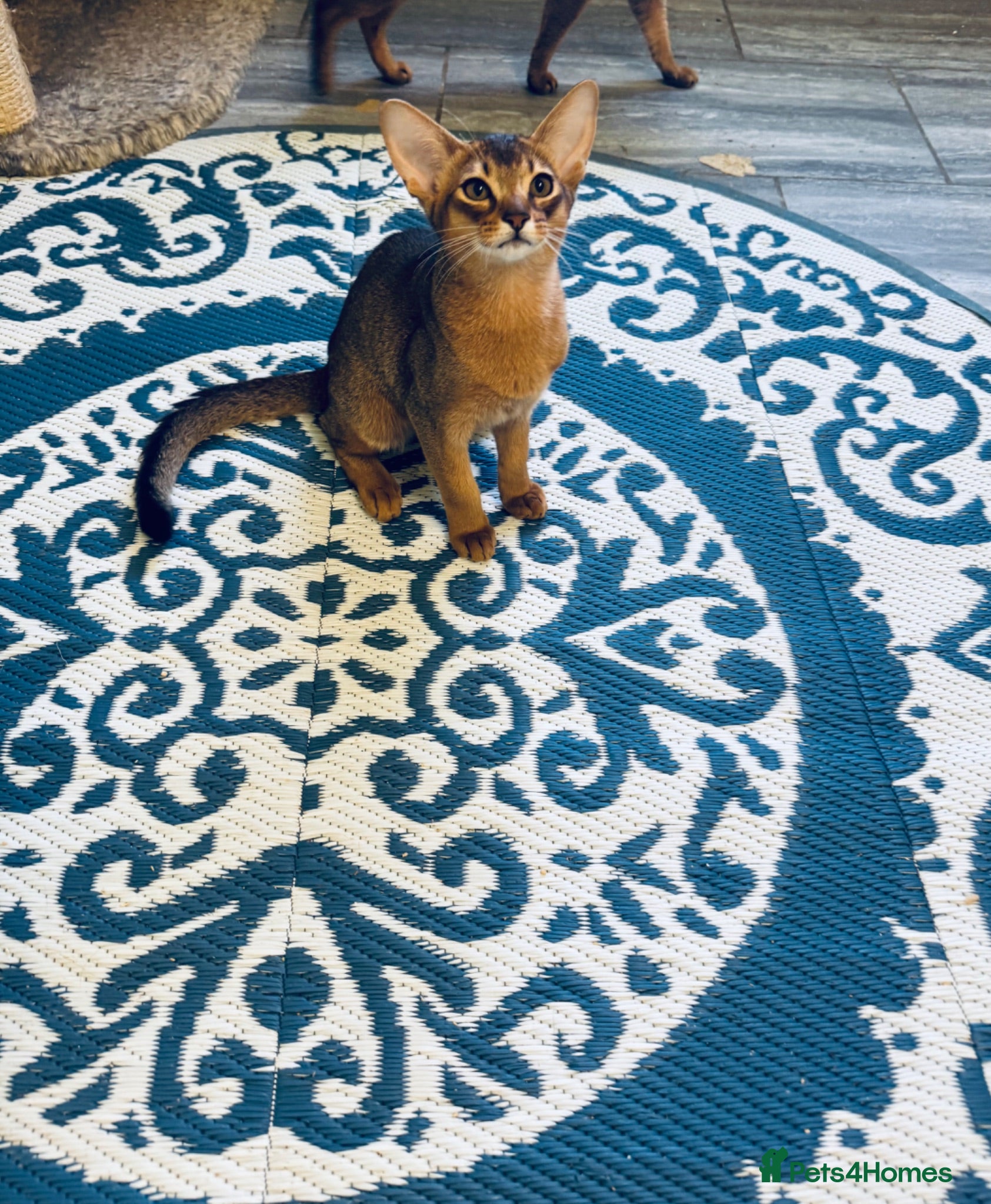 Abyssinian cats Last boy ready to leave anytime! - Advert 2