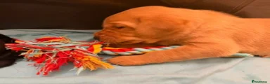 Labrador Retriever Puppy 7 orange