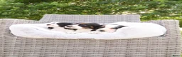 Cockalier dogs for sale: Cockalier puppies - 5 in litter  in Tonbridge - Advert 17
