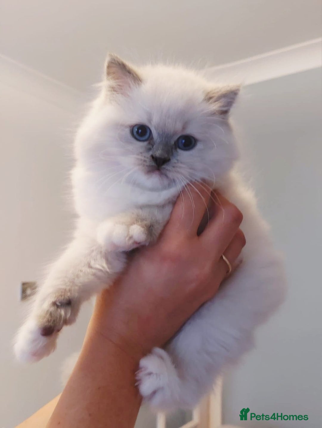 Ragdoll cats for sale: 💛 Beautiful European Kittens 😸  - Advert 7