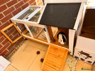 Netherland Dwarf rabbits Sweet Originally Netherland Dwarf over 6 month - Advert 1