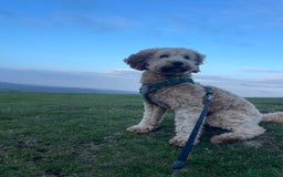 Cockapoo dogs for stud: Healthy Cockapoo Stud Available –Sheffield Travel - Image 5
