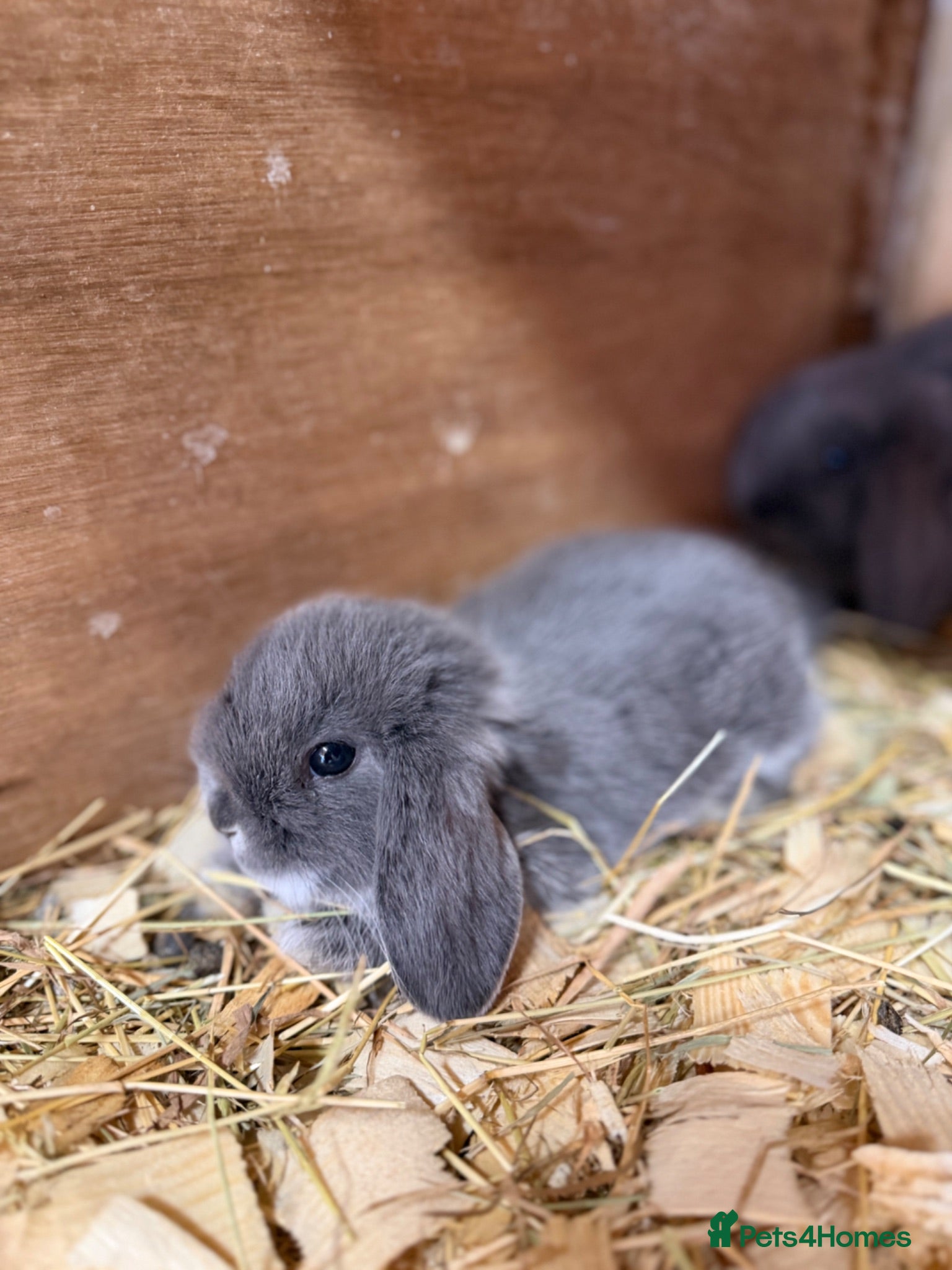 Lionhead rabbits Mini lops- Ready 10th July - Advert 2
