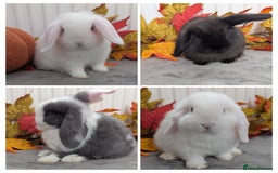 Mini Lop rabbits for sale: Mini lops ready to reserve - Image 1